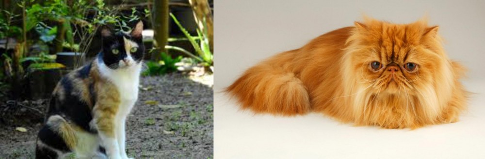Persian vs Calico - Breed Comparison