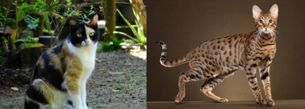 Savannah vs Calico - Breed Comparison