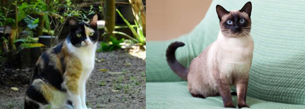 Traditional Siamese vs Calico - Breed Comparison