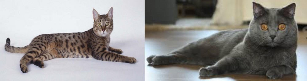 Chartreux vs California Spangled Cat - Breed Comparison