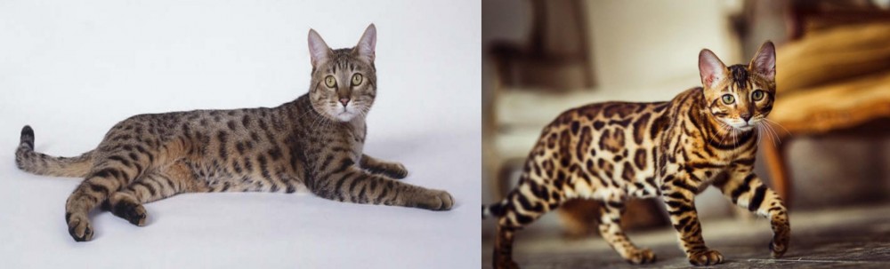 Cheetoh vs California Spangled Cat - Breed Comparison