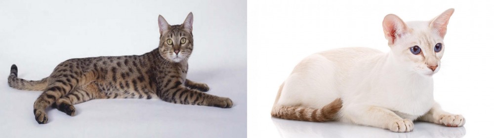 Colorpoint Shorthair vs California Spangled Cat - Breed Comparison
