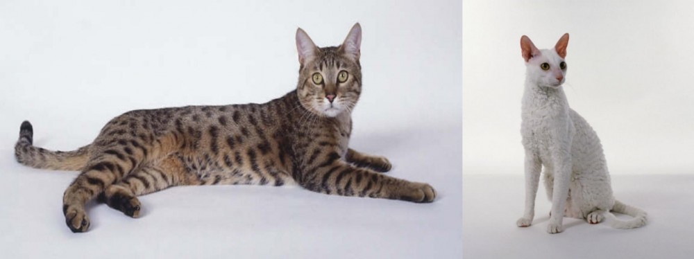 Cornish Rex vs California Spangled Cat - Breed Comparison