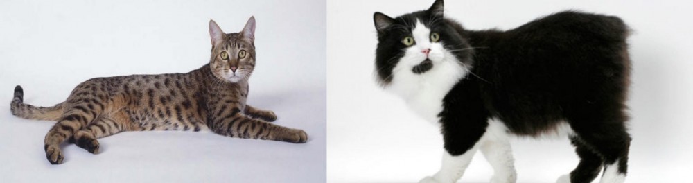 Cymric vs California Spangled Cat - Breed Comparison