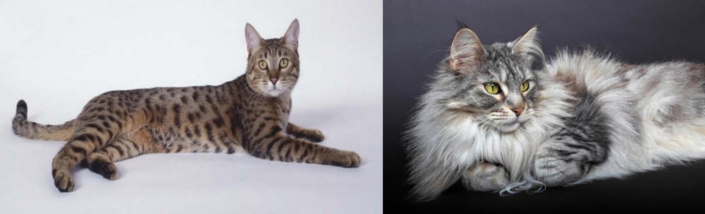 Domestic Longhaired Cat vs California Spangled Cat - Breed Comparison