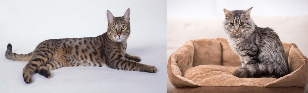 Domestic Mediumhair vs California Spangled Cat - Breed Comparison