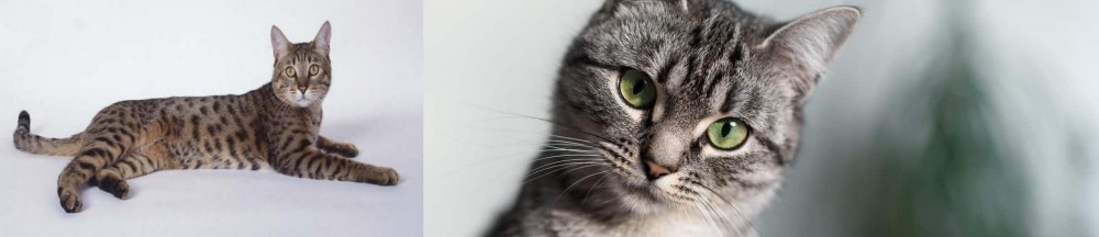 Domestic Shorthaired Cat vs California Spangled Cat - Breed Comparison
