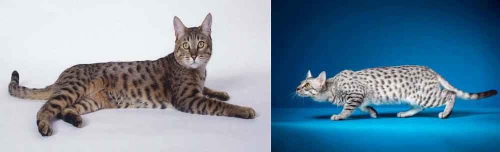 Egyptian Mau vs California Spangled Cat - Breed Comparison