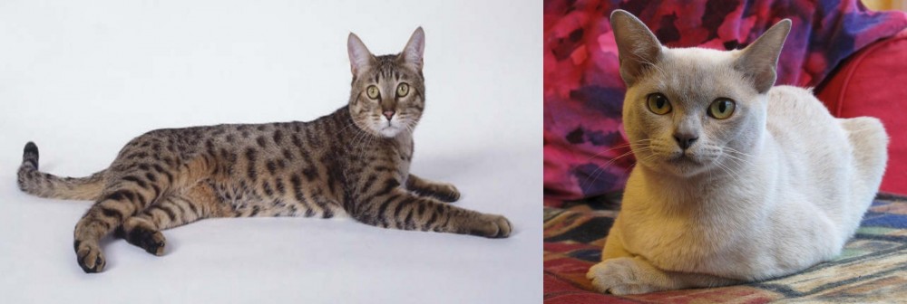 European Burmese vs California Spangled Cat - Breed Comparison