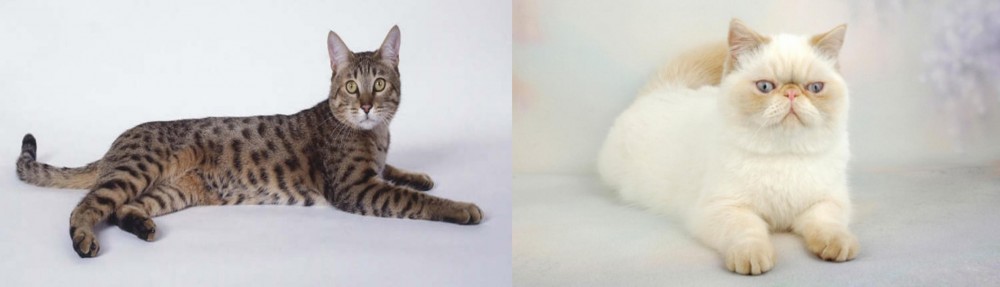 Exotic Shorthair vs California Spangled Cat - Breed Comparison