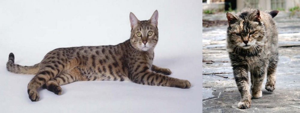 Farm Cat vs California Spangled Cat - Breed Comparison