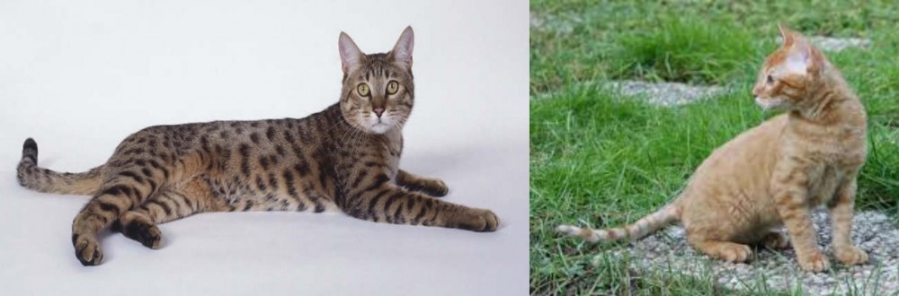 German Rex vs California Spangled Cat - Breed Comparison