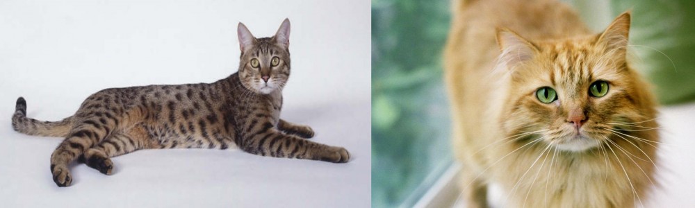 Ginger Tabby vs California Spangled Cat - Breed Comparison