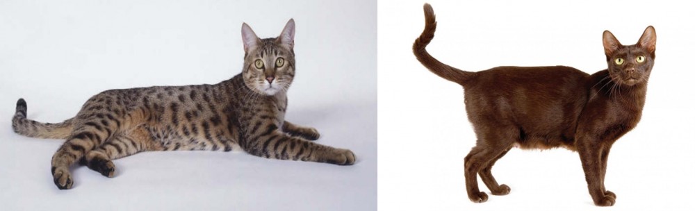 Havana Brown vs California Spangled Cat - Breed Comparison