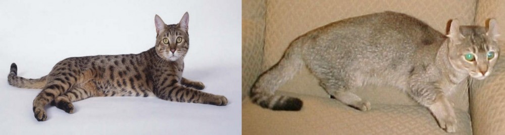 Jaguarundi Curl vs California Spangled Cat - Breed Comparison