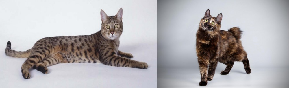 Japanese Bobtail vs California Spangled Cat - Breed Comparison