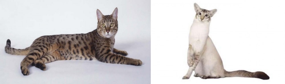 Javanese vs California Spangled Cat - Breed Comparison