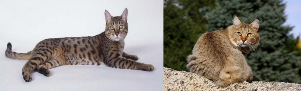 Jungle-Bob vs California Spangled Cat - Breed Comparison