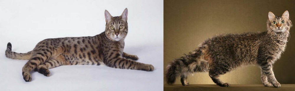 LaPerm vs California Spangled Cat - Breed Comparison