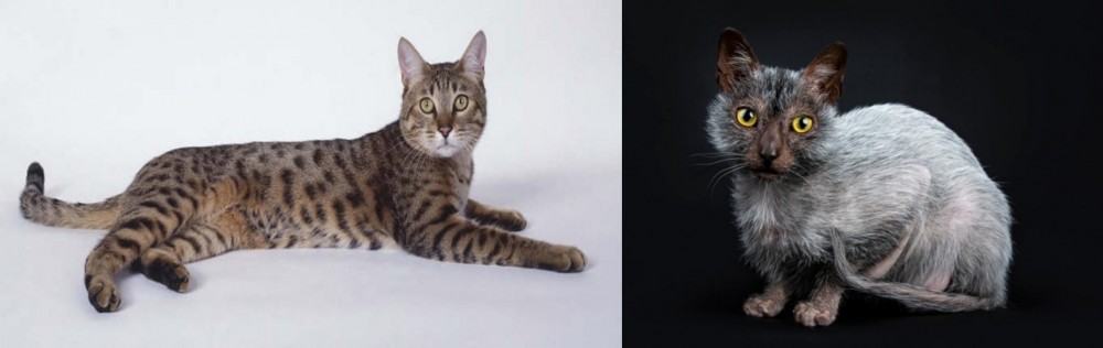 Lykoi vs California Spangled Cat - Breed Comparison