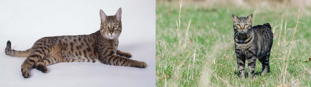 Manx vs California Spangled Cat - Breed Comparison
