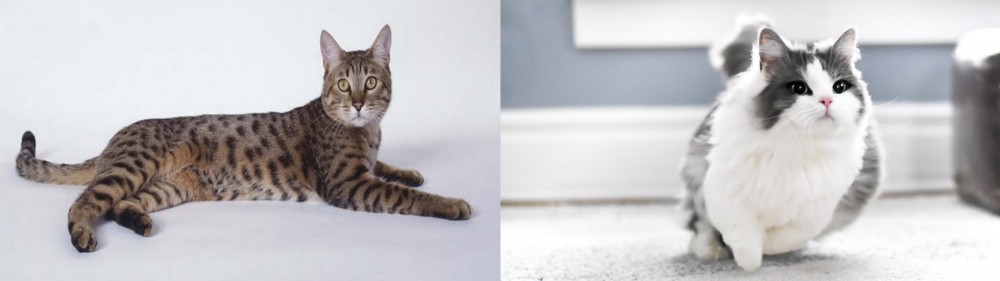 Munchkin vs California Spangled Cat - Breed Comparison