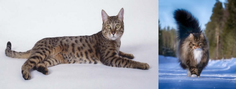 Norwegian Forest Cat vs California Spangled Cat - Breed Comparison