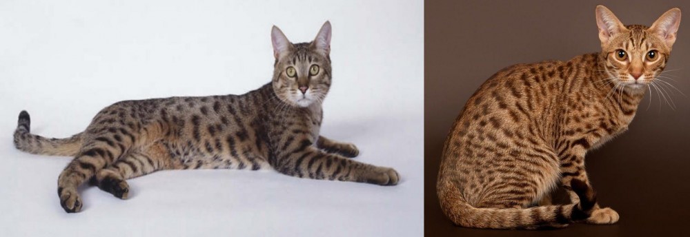 Ocicat vs California Spangled Cat - Breed Comparison