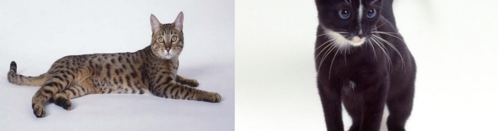 Ojos Azules vs California Spangled Cat - Breed Comparison