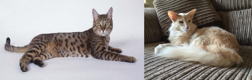 Oriental Longhair vs California Spangled Cat - Breed Comparison