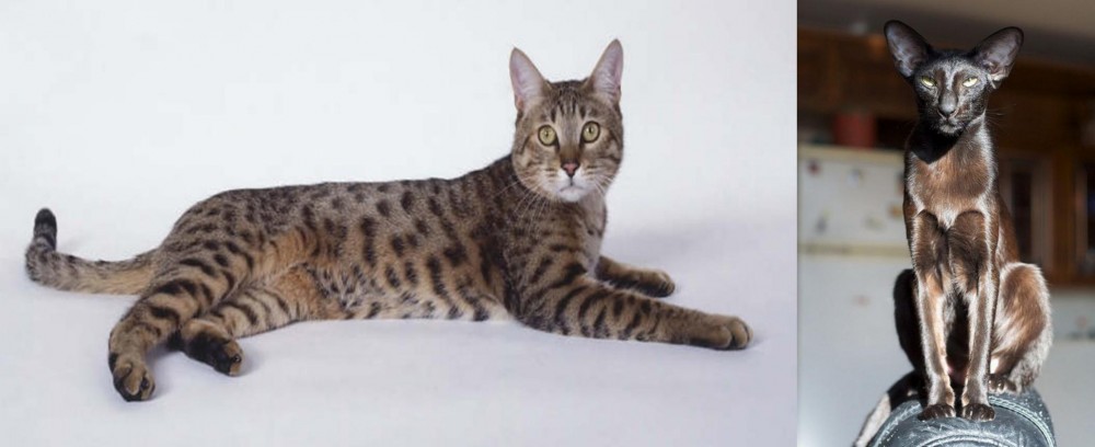 Oriental Shorthair vs California Spangled Cat - Breed Comparison