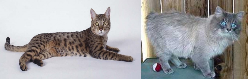 Owyhee Bob vs California Spangled Cat - Breed Comparison