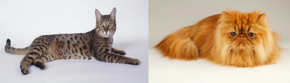 Persian vs California Spangled Cat - Breed Comparison