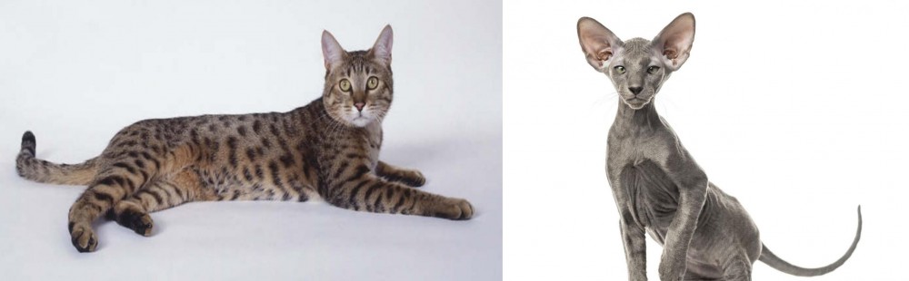 Peterbald vs California Spangled Cat - Breed Comparison