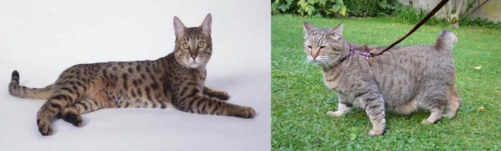 Pixie-bob vs California Spangled Cat - Breed Comparison