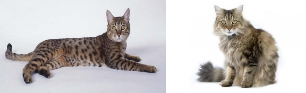Ragamuffin vs California Spangled Cat - Breed Comparison