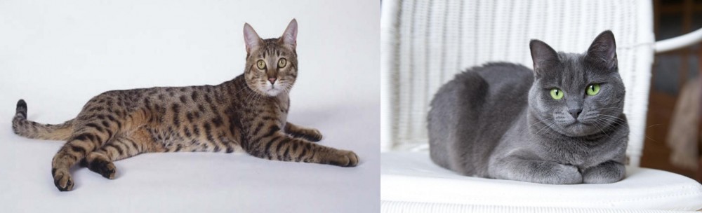 Russian Blue vs California Spangled Cat - Breed Comparison