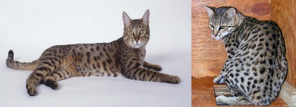 Safari vs California Spangled Cat - Breed Comparison