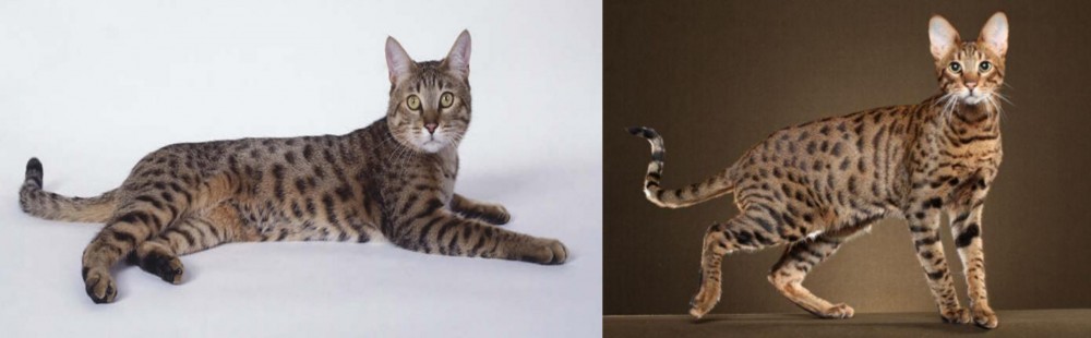 Savannah vs California Spangled Cat - Breed Comparison