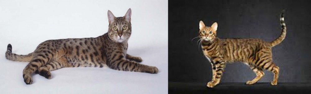 Serengeti vs California Spangled Cat - Breed Comparison