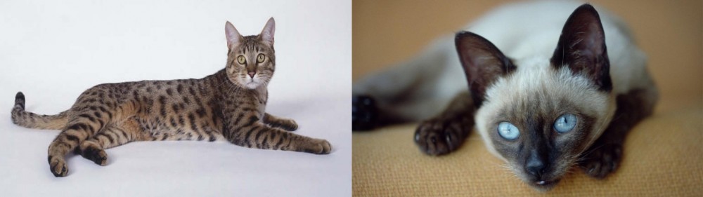 Siamese vs California Spangled Cat - Breed Comparison