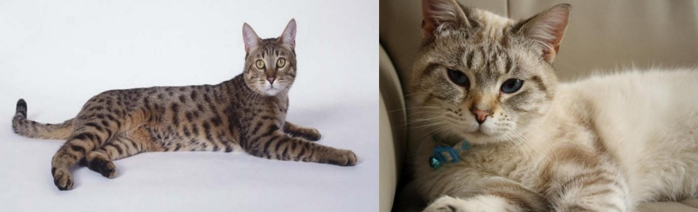 Siamese/Tabby vs California Spangled Cat - Breed Comparison