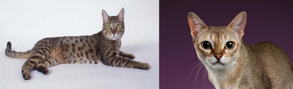 Singapura vs California Spangled Cat - Breed Comparison
