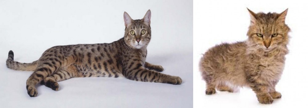 Skookum vs California Spangled Cat - Breed Comparison