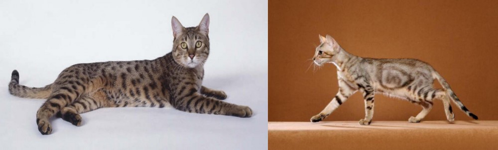 Sokoke vs California Spangled Cat - Breed Comparison