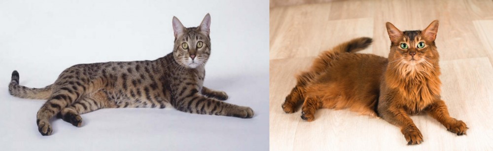 Somali vs California Spangled Cat - Breed Comparison