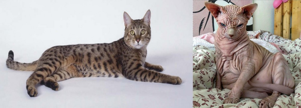 Sphynx vs California Spangled Cat - Breed Comparison