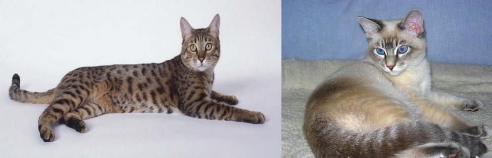 Tiger Cat vs California Spangled Cat - Breed Comparison