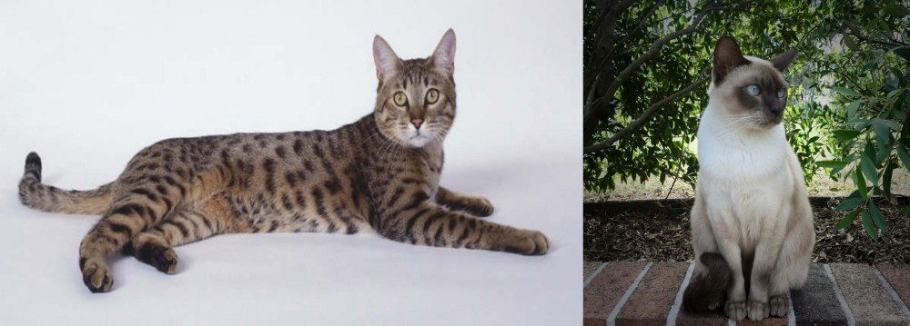 Tonkinese vs California Spangled Cat - Breed Comparison
