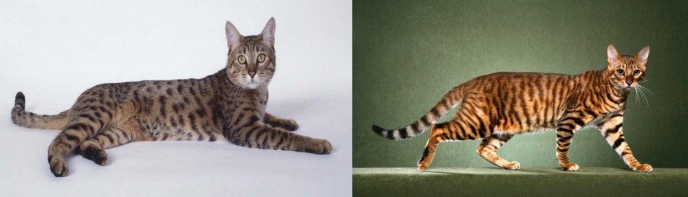 Toyger vs California Spangled Cat - Breed Comparison